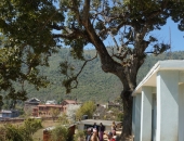 dollu_04