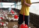 jiwan-rai-working-in-poultry-24-hrs