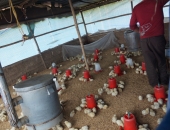 asc-chicken