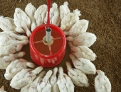 group-work-by-chicken