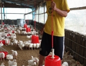 jiwan-rai-working-in-poultry-24-hrs