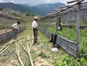 maintenance-work-for-poultry-shed