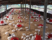 more-space-for-chicken-almost-1-kg-per-one-chicken-in-18-days