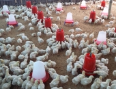 recent-photo-of-chicken